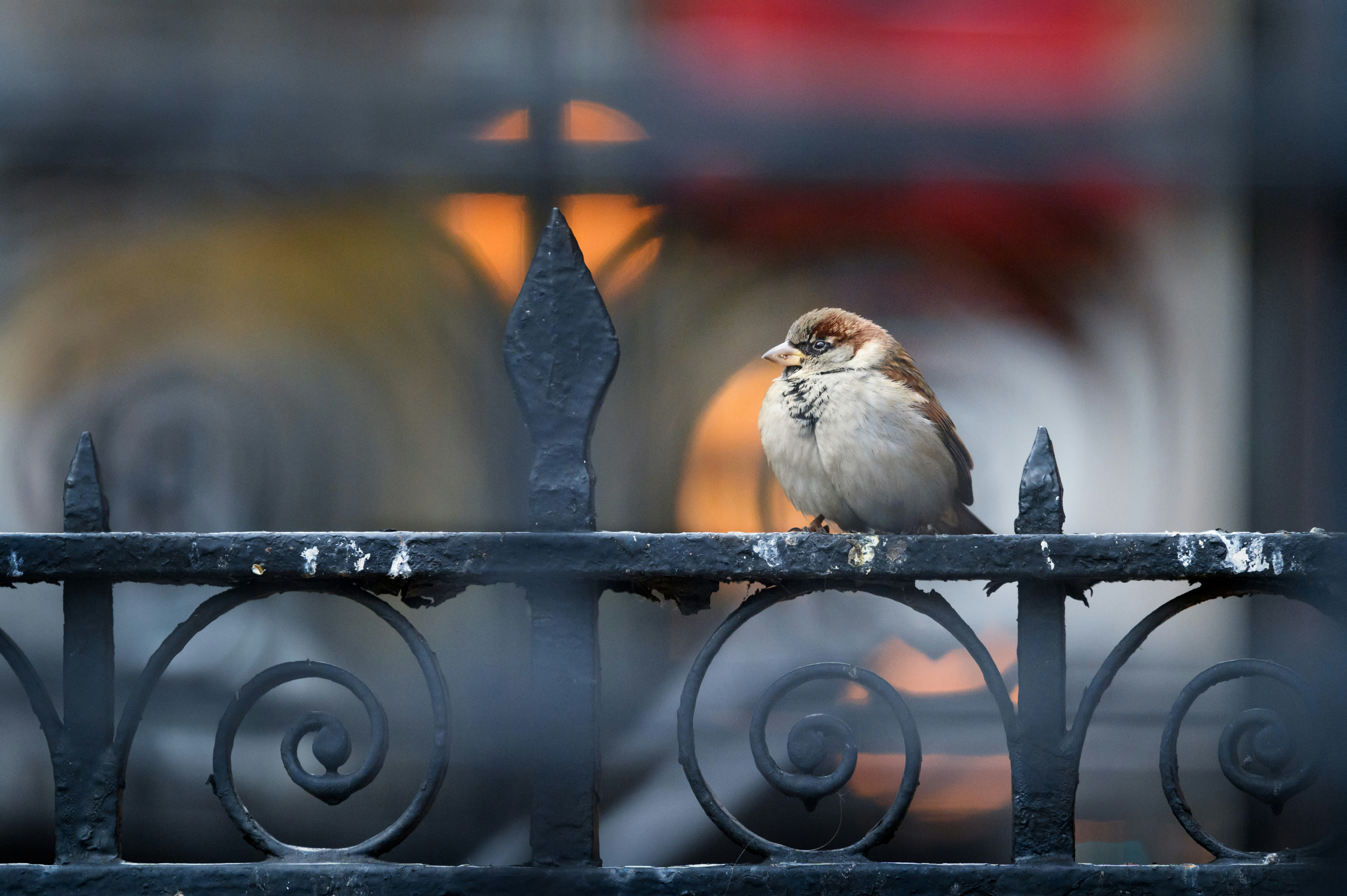 white and brown bird on black metal fence